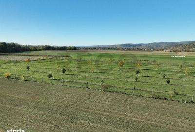 Teren de 13965 mp, în Aușeu - 8