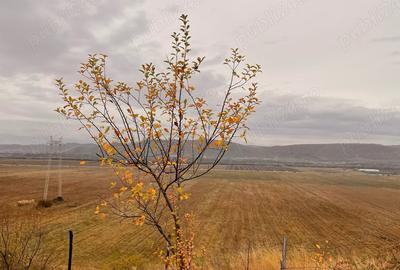 Teren în Urleta - 1