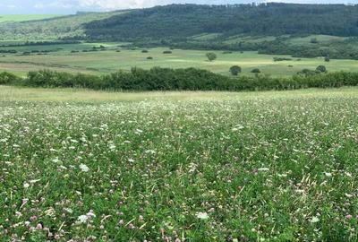 Teren arabil de 630 hectare in Gala?i - 3