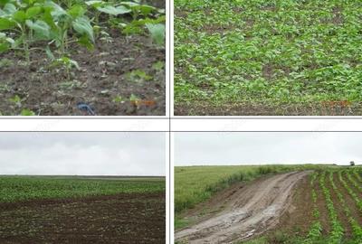 Teren cota parte 1/4, Saraiu, ID: R2684294 - 5