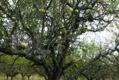 1.07 Ha in Slatinita - 4