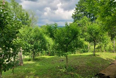 Teren de 10000 mp, în Tomșani - 13