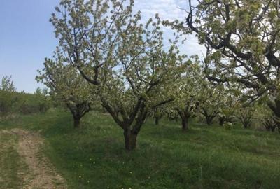 Teren de 30000 mp, în Exterior Vest