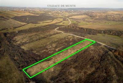RECO . Teren extravilan . Uileacul de munte - 2