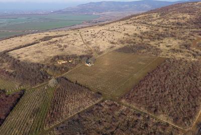 Vita-de-vie Premium  teren de 6800 mp în Covăsinț - 3