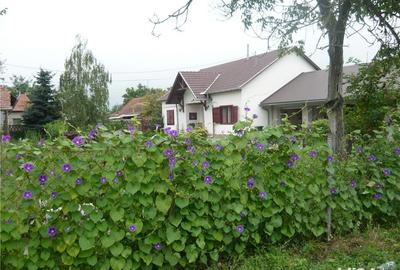 Casă cu 3 camere cu Teren 1800 Mp în Turnu - 9