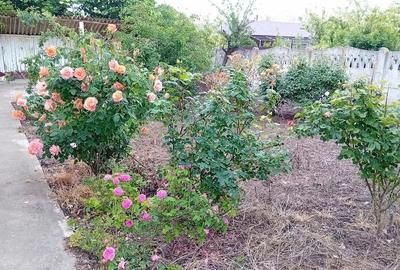 Casă cu 5 camere cu Teren 2200 Mp în Zăvoaia - 2