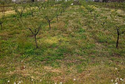 Casă cu 3 camere cu Teren 3500 Mp în Central - 5