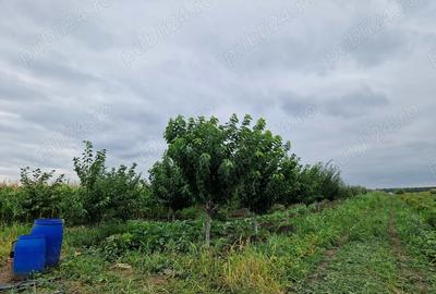 Casa, teren 2ha, curent trifazat , fantana - 5