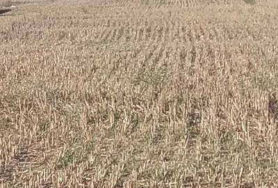 Teren de 8276 mp, în Singureni - 6