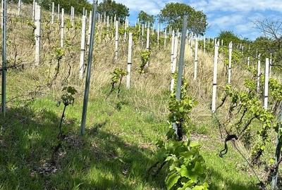 Spațiu comercial, în Drașov - 5