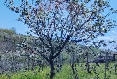 Casă individuală cu 4 camere cu Teren 3414 Mp în Comarna - 14