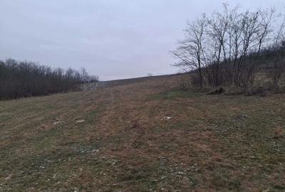 Teren de 12000 mp, în Vladnic - 5