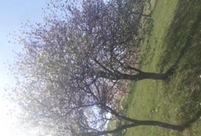 Casă în Aleșd - 2