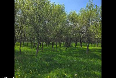 Teren de 2200 mp, în Ilia - 3