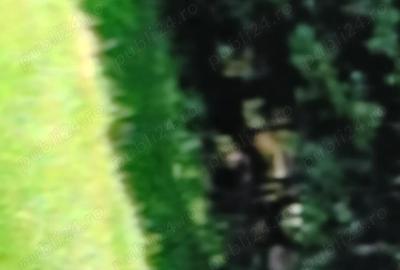 Teren de 10000 mp, în Vulpeni - 2