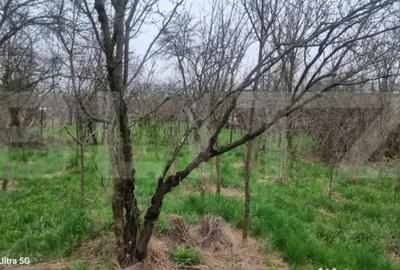 Teren în Scorțeni - 4