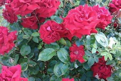 Apartament cu 4 camere în Costinești - 4