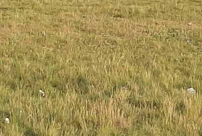 Teren de 2700 mp, în Central