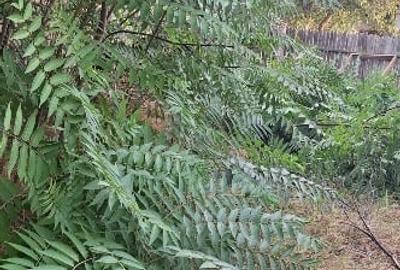 Urgent casa de vinzare Urgent casa de vinzare - 2