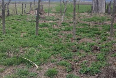 Casă cu Teren 120 Mp în Cenaloș - 6