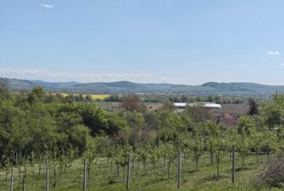 Spațiu comercial, în Curteni - 3