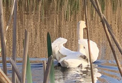 Teren 2000 mp de vânzare – Comana, deschidere la lac, aproape de Parcul Natural - 3