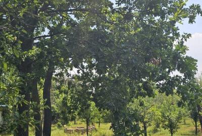 Intravilan 480 mp , loc de casa , zona padure Baicoi Prahova - 7