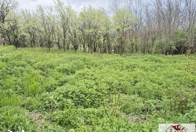 Teren de 1295 mp, în Berghin - 5