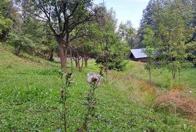 Spațiu comercial, în Sadova - 5