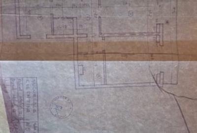 Teiul Doamnei - Parcul Tei Teiul Doamnei - Parcul Tei - 7