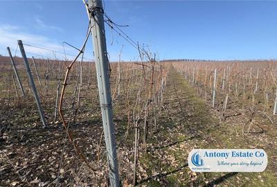 Teren de 675000 mp, în Marghita - 12