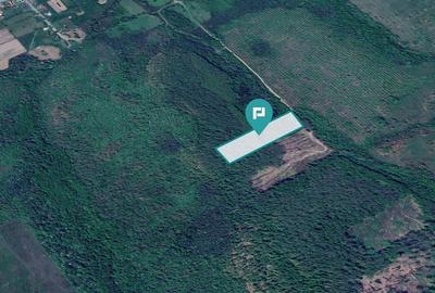 Pădure de foioase - Dorgoș, județul Arad - 2