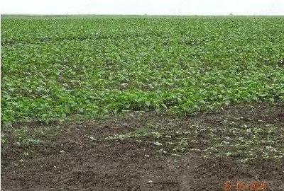 Teren cota parte 1/4, Saraiu, ID: R2684294 - 7