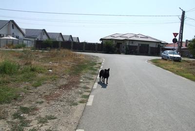 Domnesti-Salciei-stradal - 7