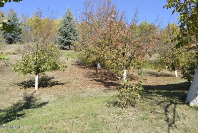 Topoloveni - Conacul Ion Mihalache, Domeniu pe 5 Hectare - 39