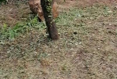 Casă cu 4 camere în Budănești - 3