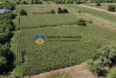 Teren intravilan 3866 mp Dumbrava Rosie - 6