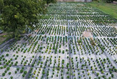 GaminvestTeren intravilan 8,6 ha cu Sere,afacere horticola in Curtici,Arad,V4282 - 5