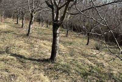 Teren de 4900 mp, în Păulești - 3