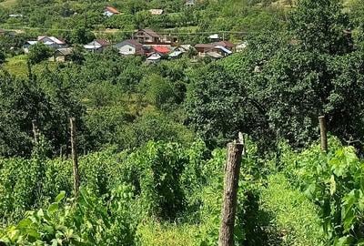 Teren de 2500 mp, în Dealu Cucului - 3