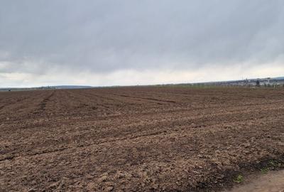 Teren 10,000mp Bacau / Strada Alexandru Safran - 4