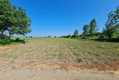 Teren 3000 mp - Comuna 1 Decembrie - Ilfov - 2