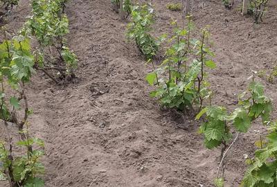 Casă cu 5 camere în Daneți - 3