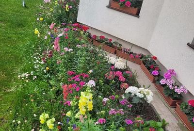 Casă cu 4 camere în Albești - 4