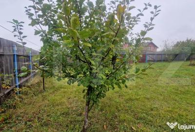 Teren de 1000 mp, în Hărman - 13