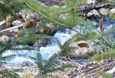 Casa de vacanta de vanzare in Rasnov - Brasov - 4