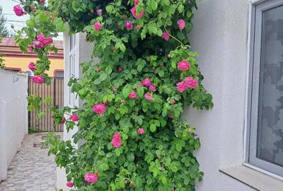 Cazare studenti elevi constanta camera camin facultate vila garsoniera apartament ieftin oferta - 6