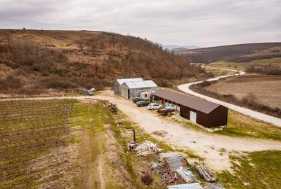 Vie de 115 Hectare în satul Dud, județul Arad - 8