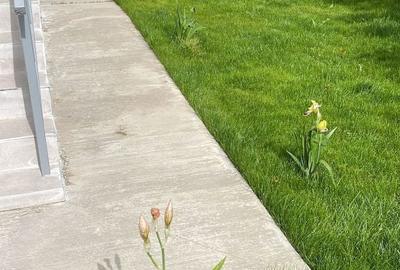 Casă cu 4 camere în Mangalia - 7